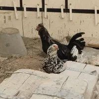 مرغ خروس گلین ریشو|حیوانات مزرعه|تهران, مشیریه|دیوار