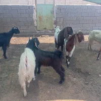 کهره وبره