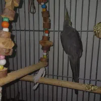 معاوضه عروس هلندی با مرغ|پرنده|آبیک, |دیوار