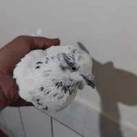 فروش کبوتر
