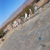کفتر