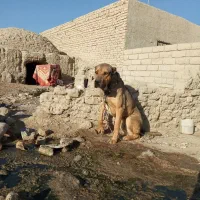 سگ سرابی|سگ|نیمروز, |دیوار