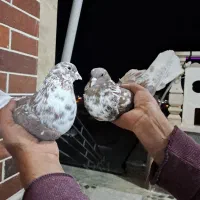 کبوتر پرشی|پرنده|بافت, |دیوار