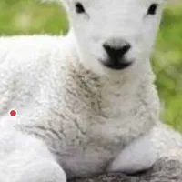 سود پروار بره چقدره