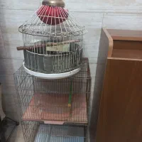 قفس پرنده باهم