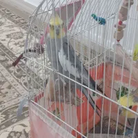 عروس هلندی سخنگو