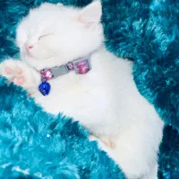 گربه|گربه|تهران, کیانشهر|دیوار