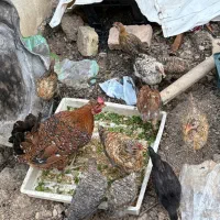 جوجه محلی دوماهه با مرغ گل باقلایی
