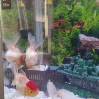 یک جفت ماهی گلد فیش معاوضه هم دارن|ماهی|اردبیل, |دیوار