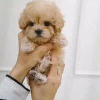 واگذاری نی نی سگ توله|سگ|تهران, صادقیه|دیوار