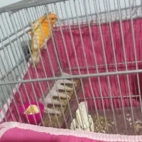 قناری ماده سرخ