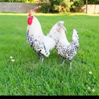 تخم مرغ نطفه دار نژادهای وارداتی