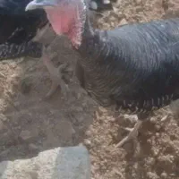 فروش ده عددبوقلمون ماده تخم گزارباقیمت عالی