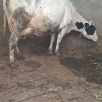 گاو صنعتی سوپر