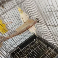 1ساله آماده جفت نر