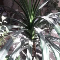 گل پانداتوس