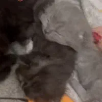 گربه بیریتیش|گربه|پردیس, فاز ۳|دیوار