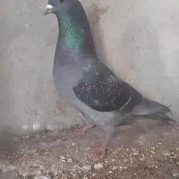 کبوتر|پرنده|خورموج, |دیوار