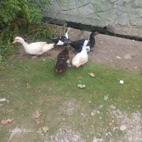 اردک روسی