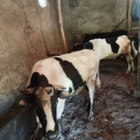گاو نر 3 ساله