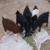 فروش۴کهره نر ویک کهره ماده خوش خوراک .داشتی