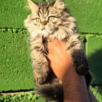 توله گربه اسکاتیش دبل فلد و بریتیش