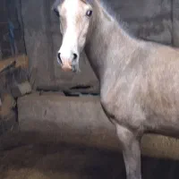 کره مادیون بیداق