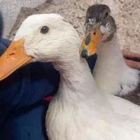 اردک|پرنده|مبارکه, |دیوار