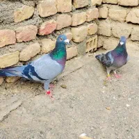 جوفت گاه المانی