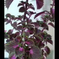 حراج گل (زیباشهر)