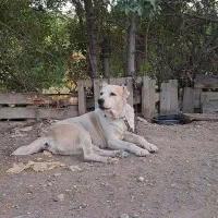 واگذاری توله|سگ|محمدیه-قزوین, |دیوار