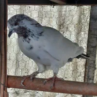 کبوتر|پرنده|تهران, فرحزاد|دیوار