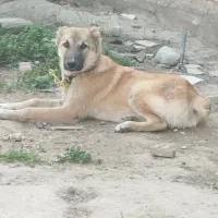 سگ دورگه|سگ|گنبد کاووس, |دیوار