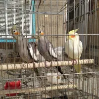 عروس هلندی|پرنده|کبودرآهنگ, |دیوار