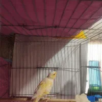 قناری ماده|پرنده|چهارباغ, |دیوار