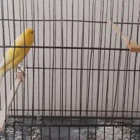 قناری رسمی نر بخون