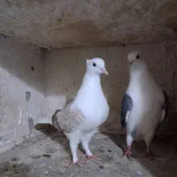 دوبالی