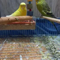 مرغ عشق گرید A هلندی