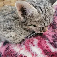 بچه گربه