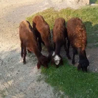 بره ماده قزل افشار|حیوانات مزرعه|سیمین شهر, |دیوار