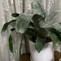 گل طبیعی آپارتمانی آکمیا/ آکمئا/ گلدان نقره ای