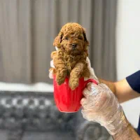 سگ توله توی پودل وارداتی رنگ رد ۷۰ روز