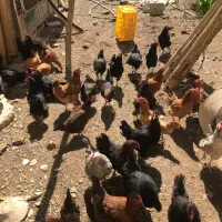 مرغ تخم گذار