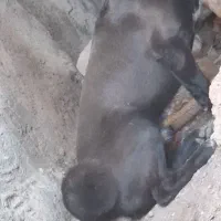 واگذاری سگ پا کوتاه