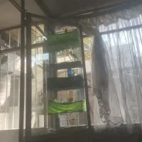 ۸تا قناری قرص بخون دهن دار