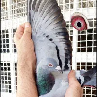 ماده نژاد جانسن + مولر