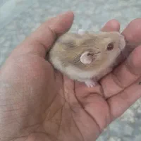 ۷عدد همستر واگذار می‌شود