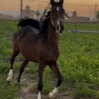 مادیان مجلسی