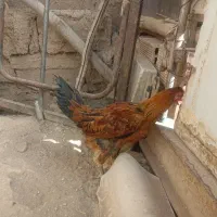 خروس لری|حیوانات مزرعه|خمینی‌شهر, |دیوار