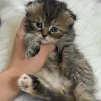 گربه بچه اسکاتیش بریتیش نر و ماده ۱۴تومان|گربه|گرگان, |دیوار